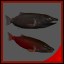 King Salmon freshwater fish